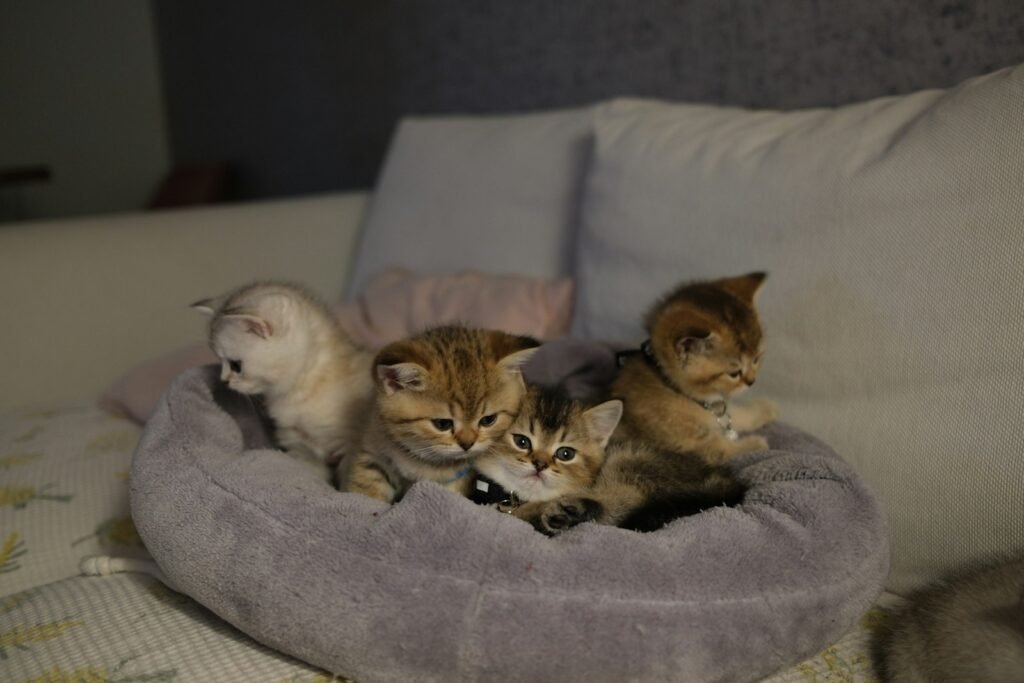 Chatons endormis ensemble dans un lit douillet