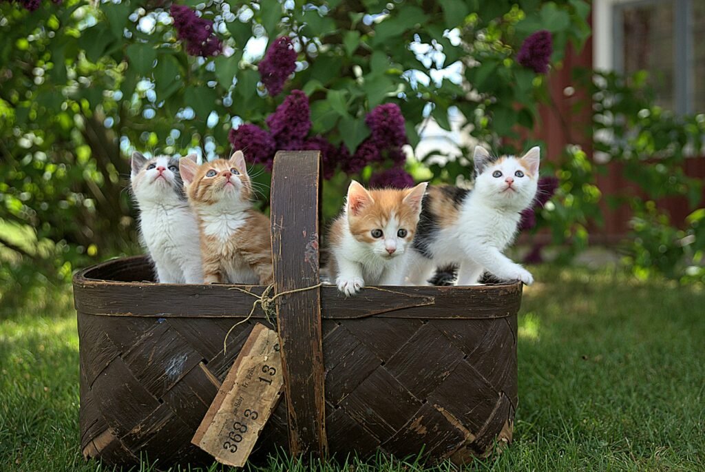 Chatons dans un panier, élevage familial